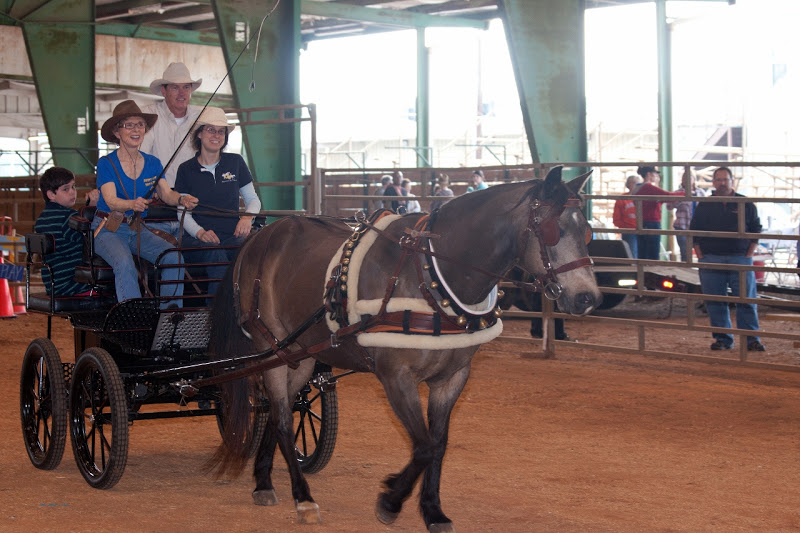 Carriage Rides and Therapeutic Carriage Driving