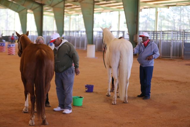 Horse Grooming