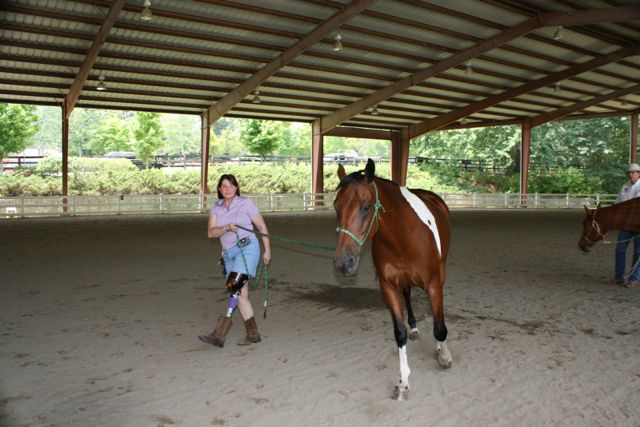 horse Groundwork