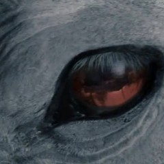 horse-eye